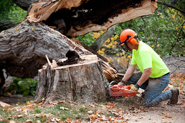 Best Tree Trimming and Pruning  in Fishers, IN