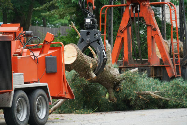 Reliable Fishers, IN Tree Removal Solutions