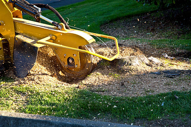 Best Tree Risk Assessment  in Fishers, IN