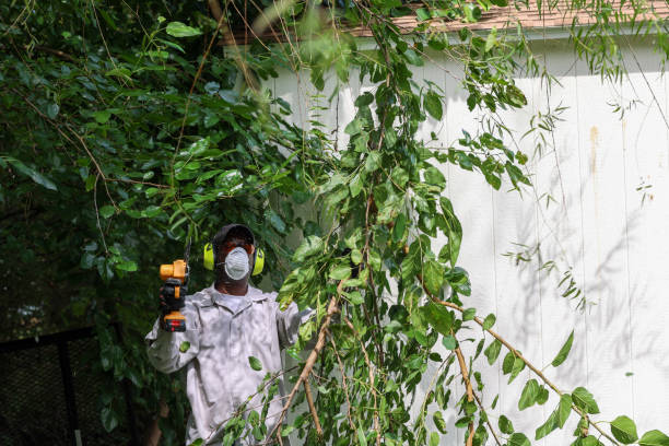 Best Fruit Tree Pruning  in Fishers, IN